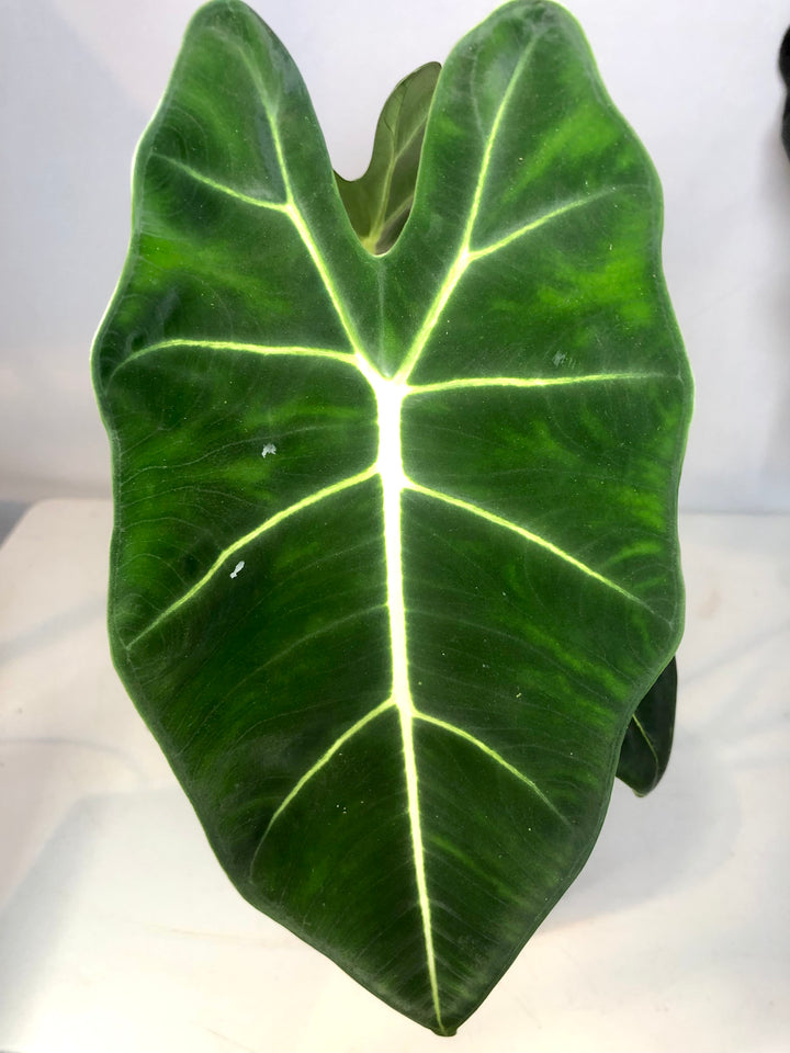 Alocasia Frydek