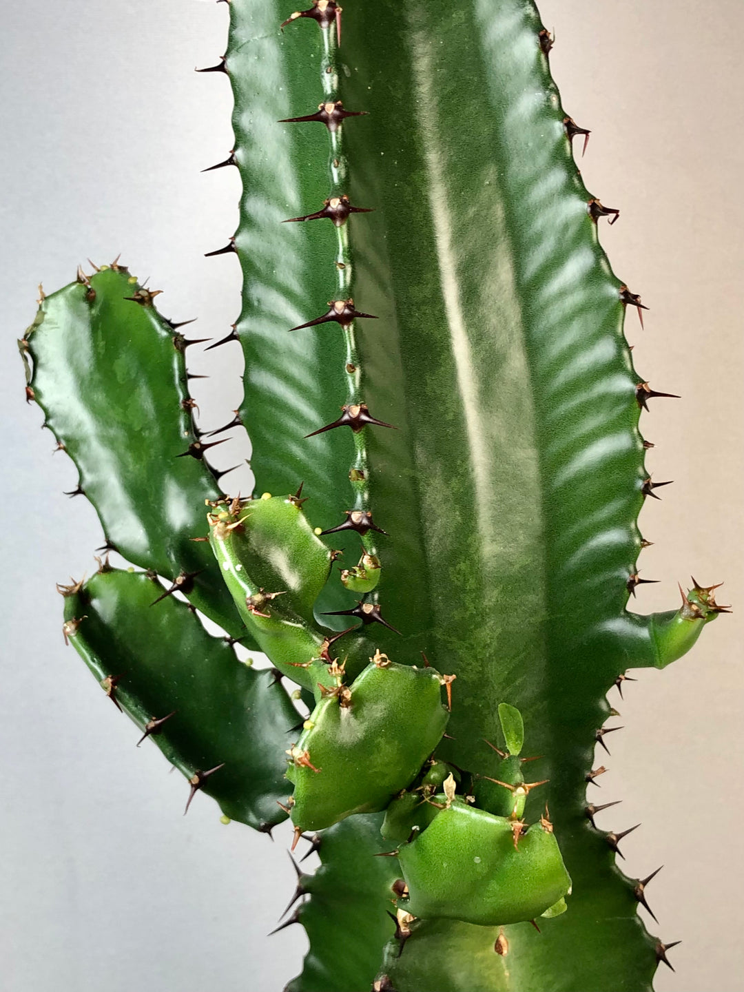 Euphorbia acrurensis – Desert Candle Cactus
