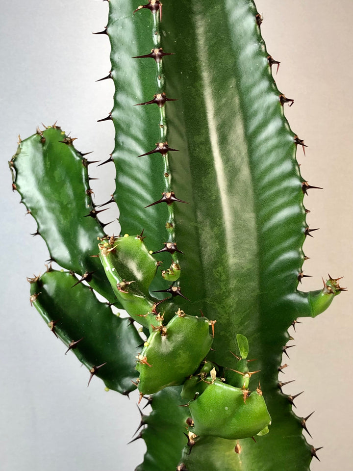 Euphorbia acrurensis – Desert Candle Cactus