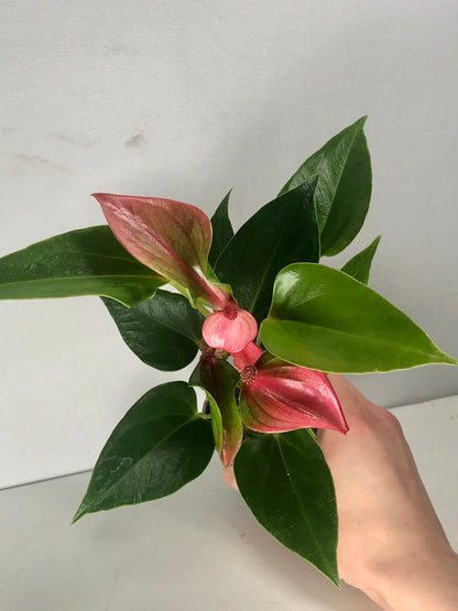 Anthurium Matata Roze mini