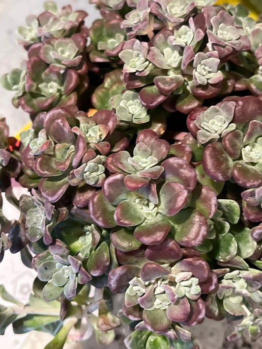 Sedum spathulifolium 'Purpureum' -purple spoon-leaved stonecrop