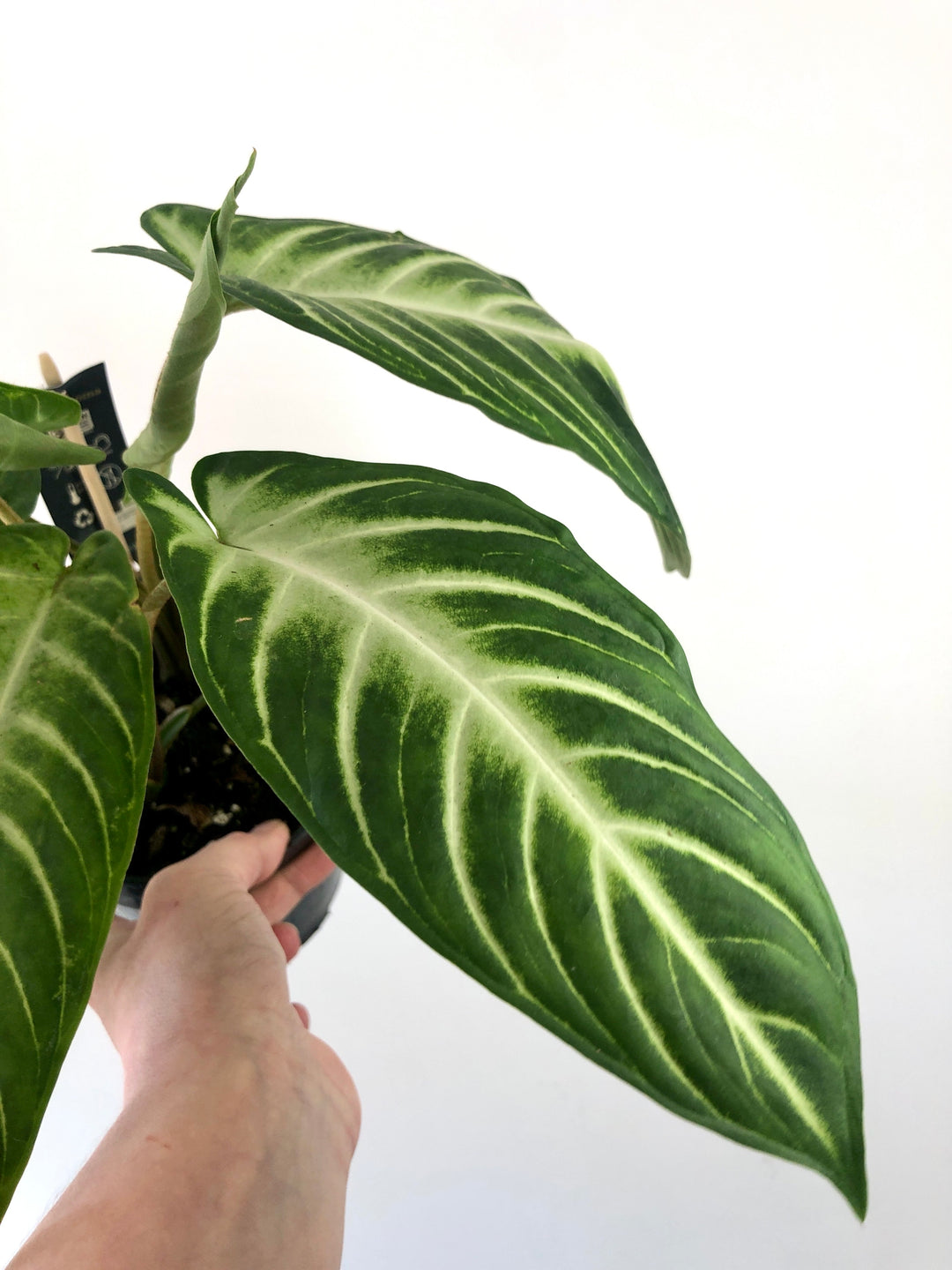 Xanthosoma Lindenii