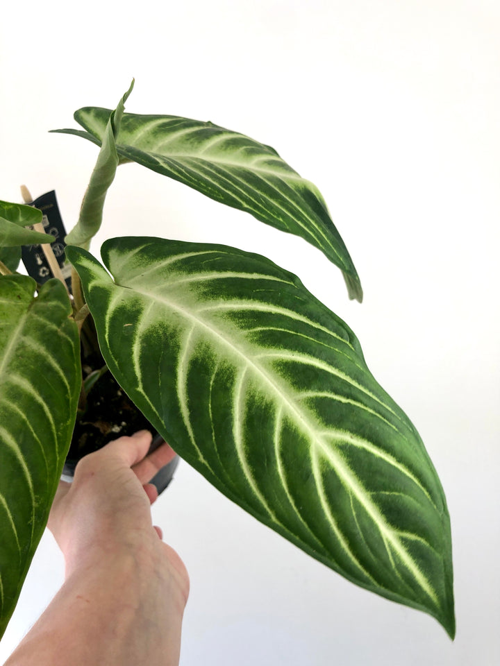 Xanthosoma Lindenii