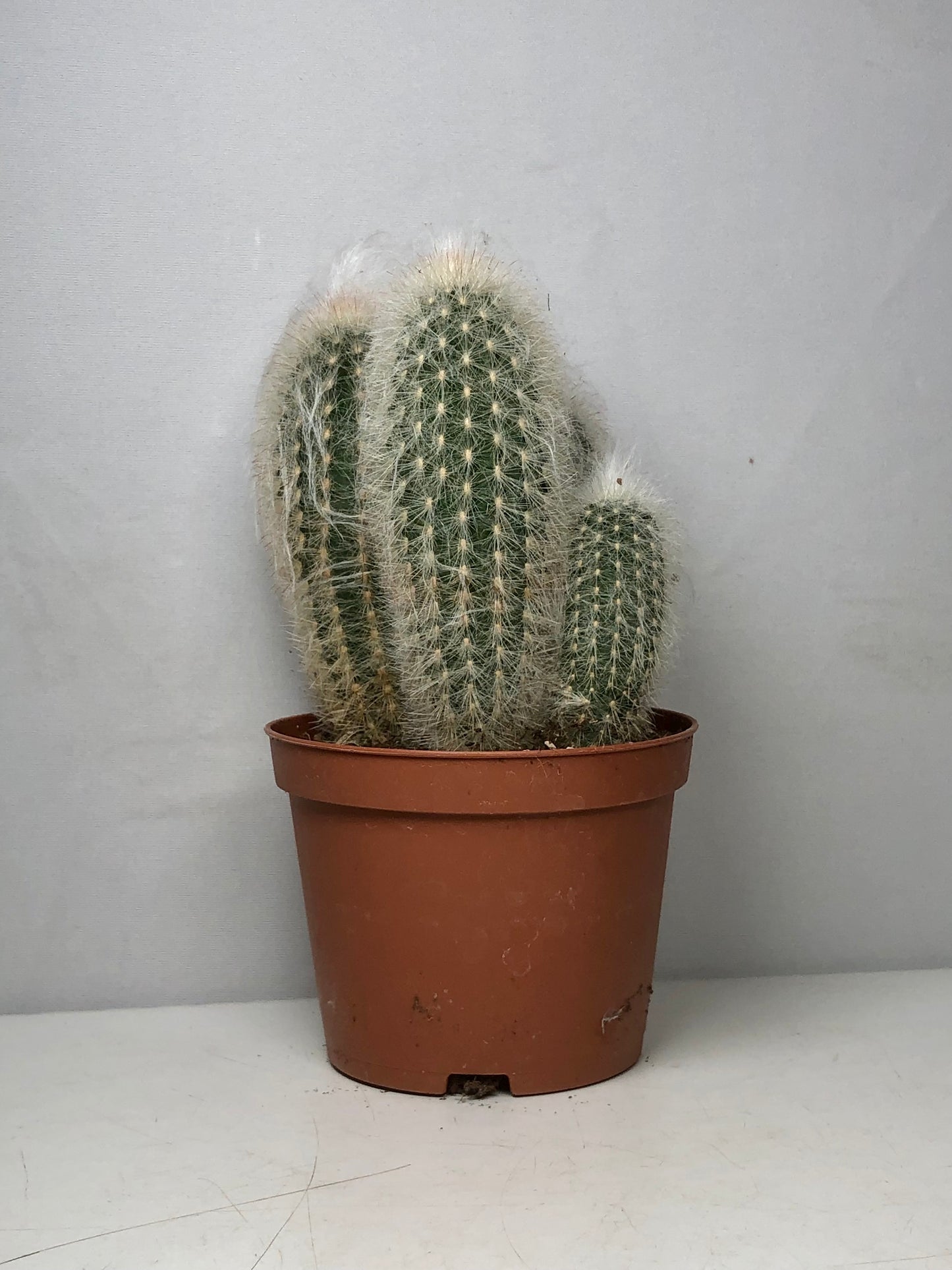 Espostoa Lanata - Old man Cactus