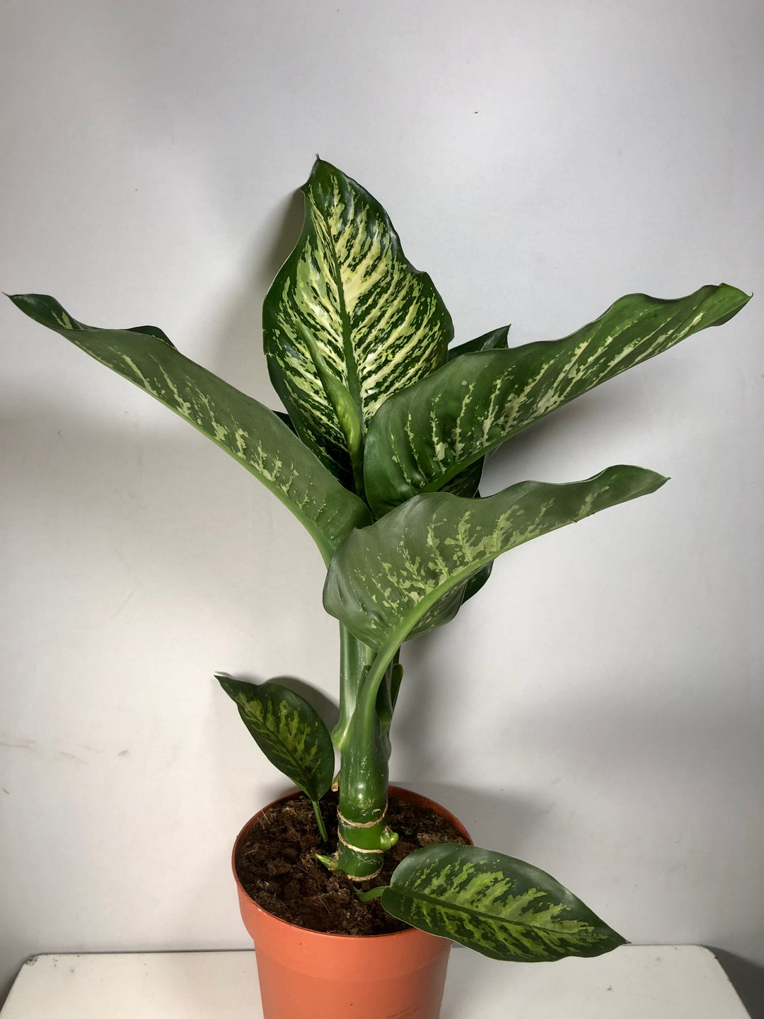 dieffenbachia maroba Dieffenbachia 'Maroba' – Plant Studio