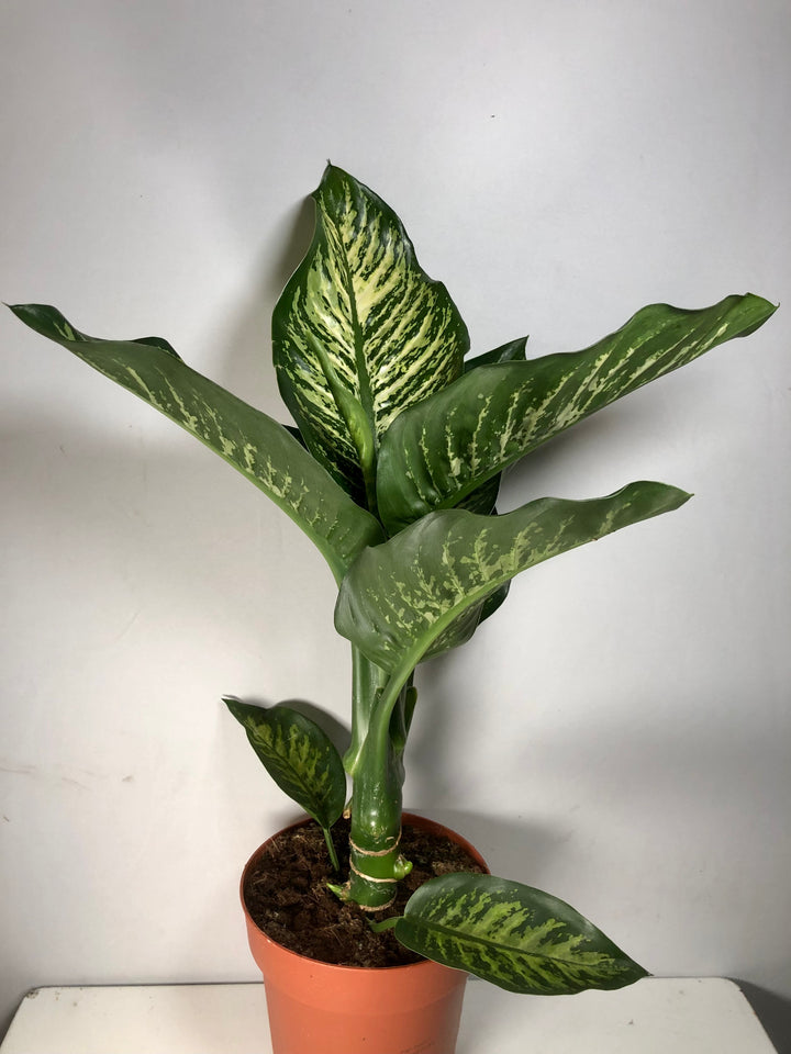 Dieffenbachia 'Maroba'
