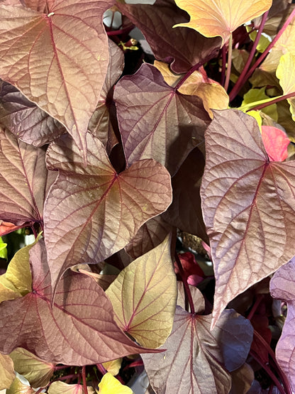 ipomea batatas - Sweet potato vine