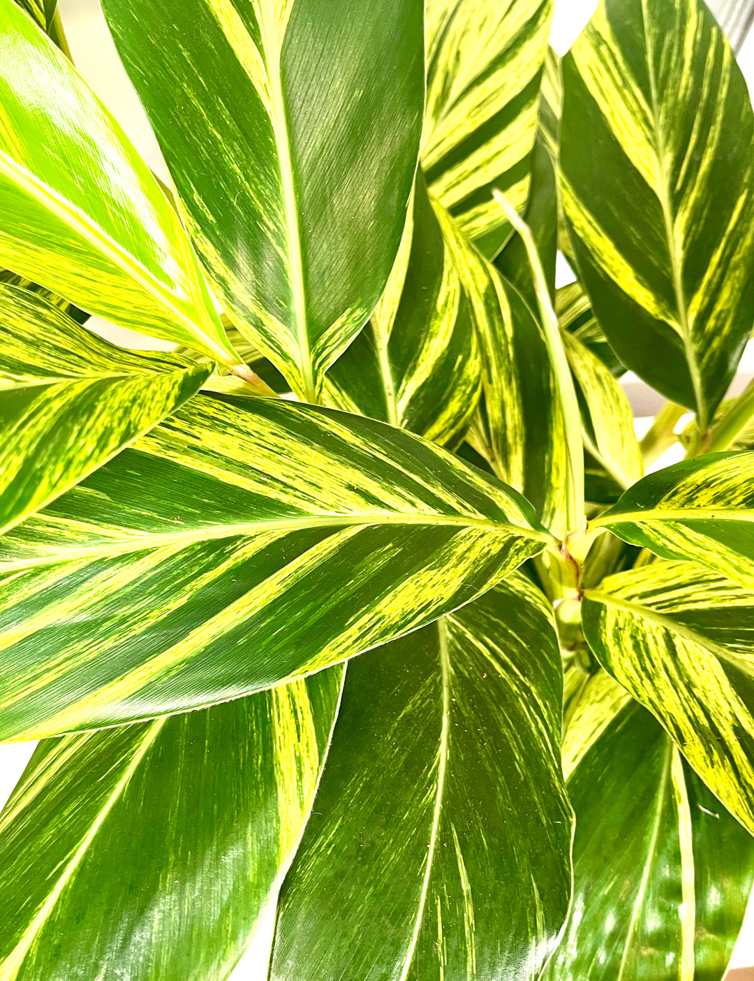 Alpinia Zerumbet