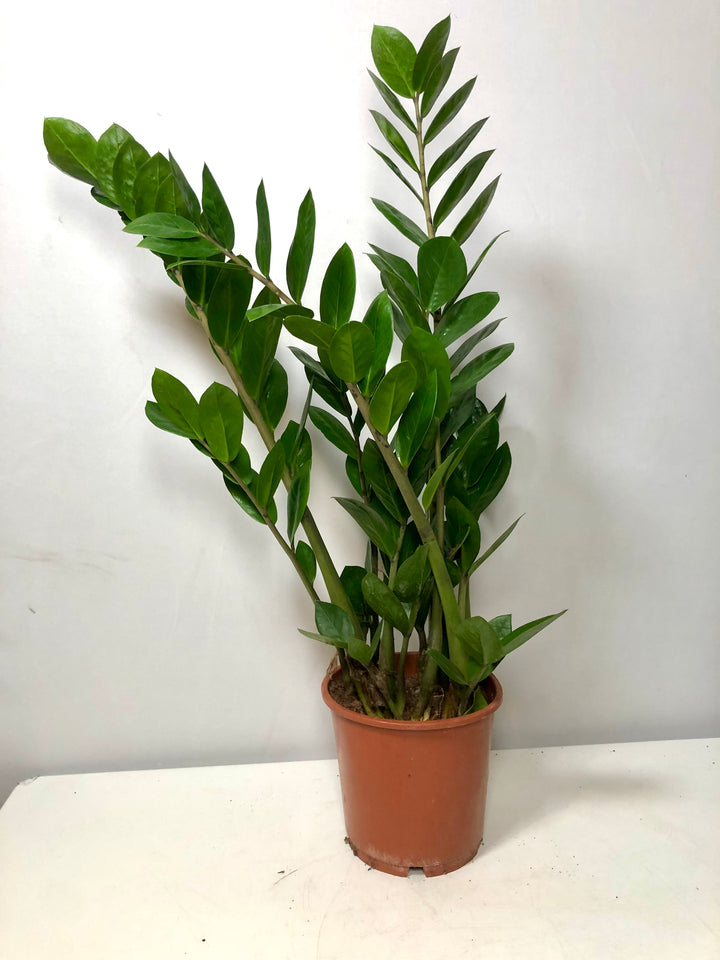 Zamioculcas Zamifolia- ZZ plant