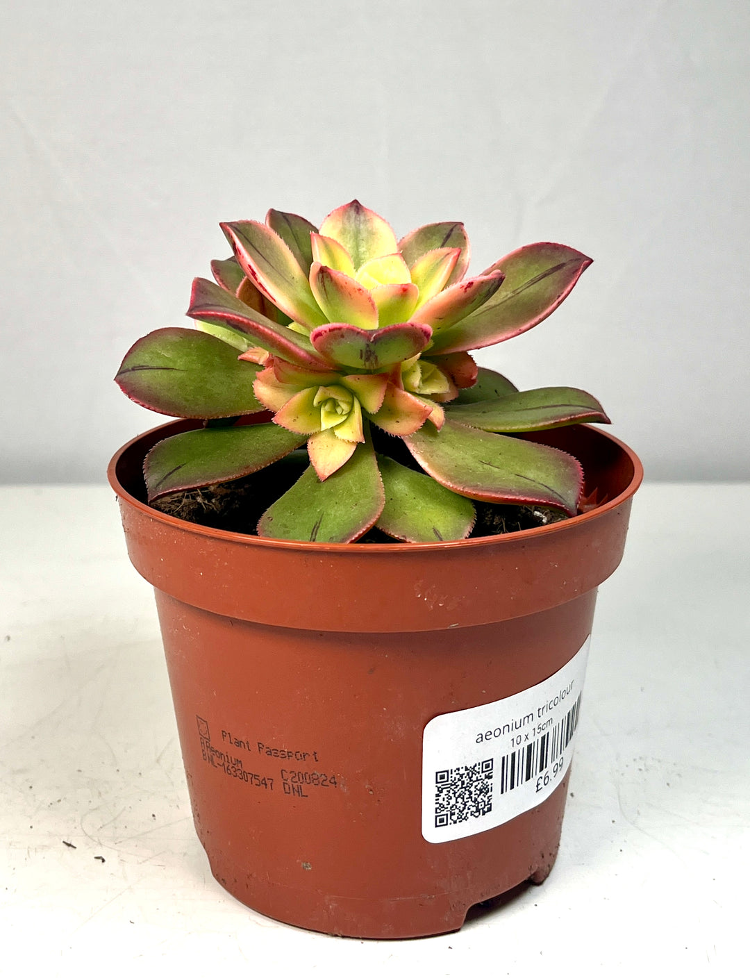 Aeonium Tricolour
