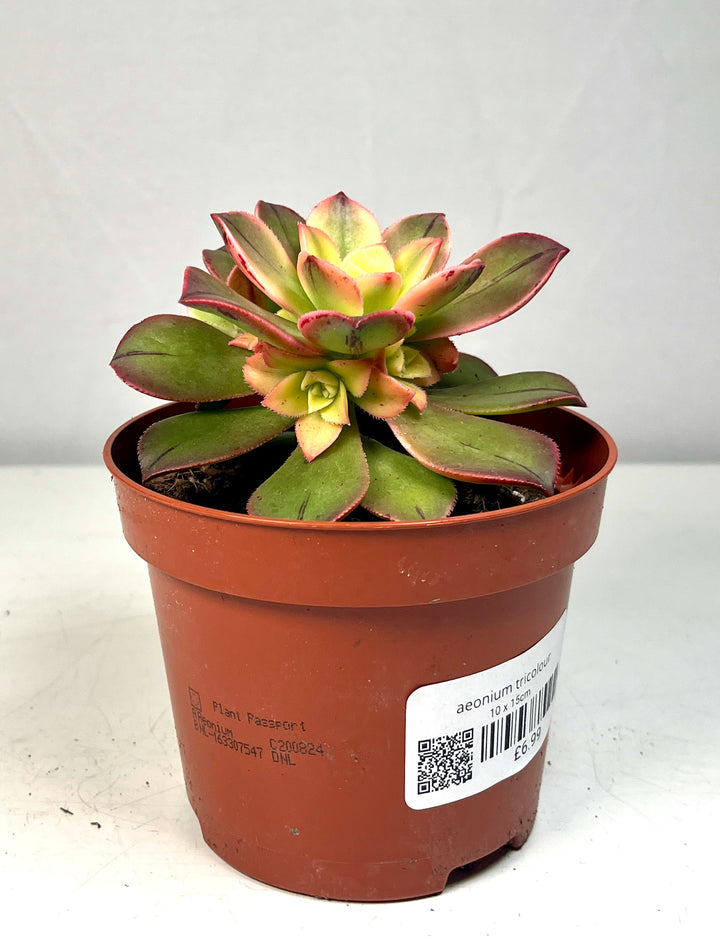 Aeonium Tricolour