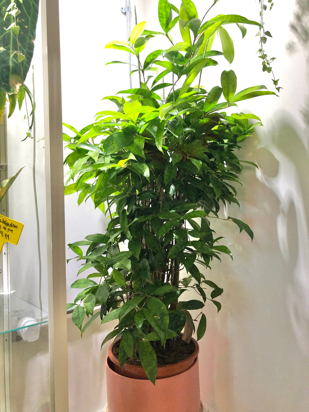 Dracaena Surculosa -Florida Beauty, gold dust, spotted Dracaena