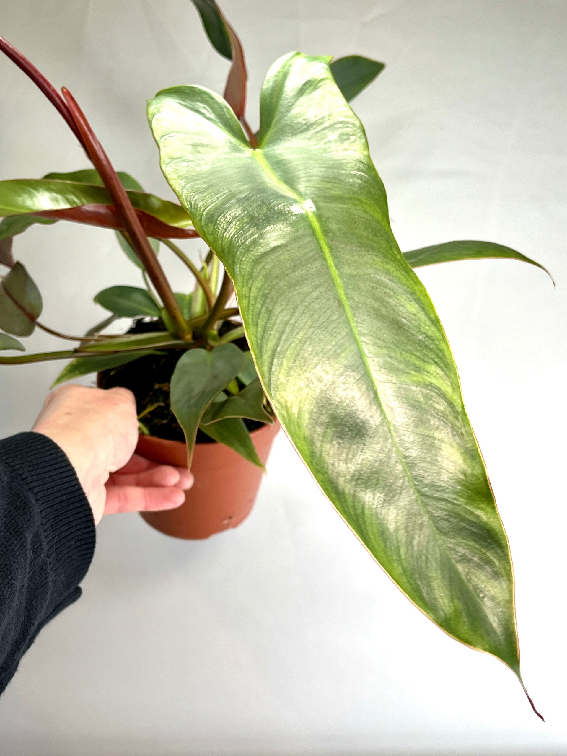philodendron atabapoense uk Philodendron Atabapoense – Plant Studio