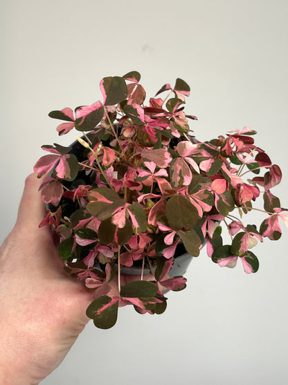 Oxalis Plum Crazy