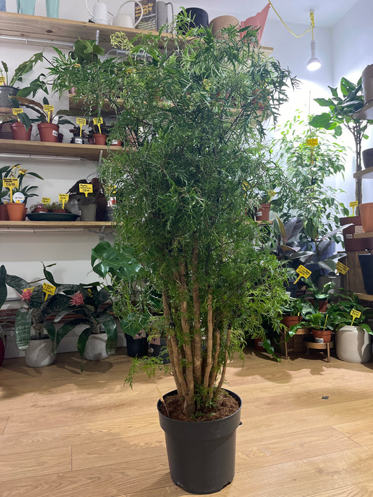 Polyscias fruticosa –  Ming Aralia