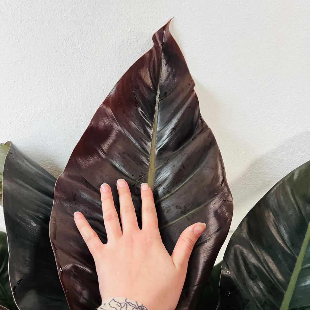 Philodendron Imperial Red
