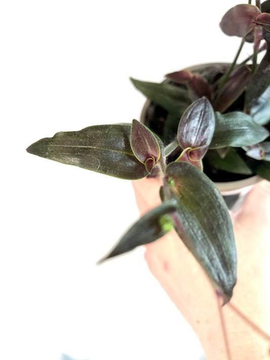 Tradescantia Gibasis Jose Puig