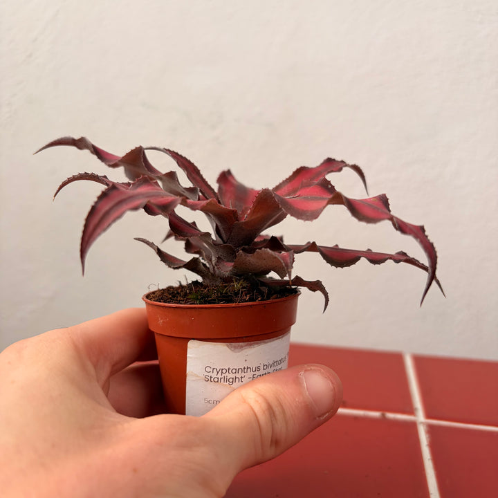 Cryptanthus bivittatus ‘Pink Starlight’ -Earth Star