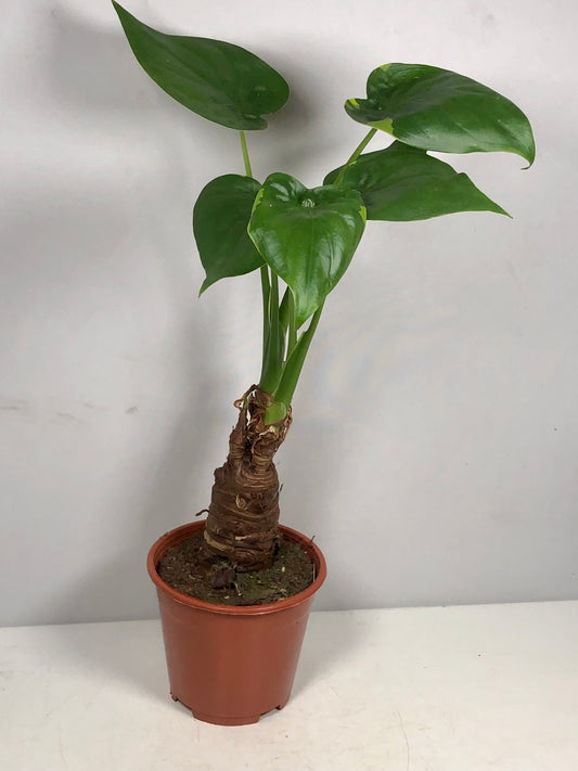 Alocasia cucullata -