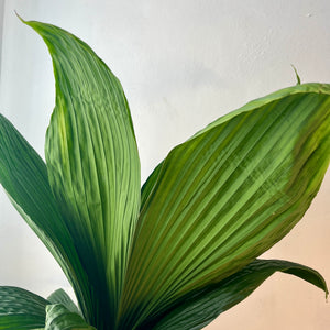 Carludovica palmata ‘Jungle Drum’ – Tropical Fan Palm (Young Plant ID Pending)