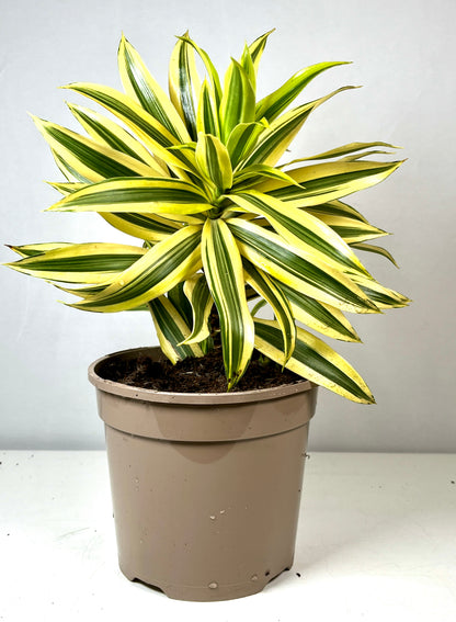 Dracaena Reflexa Song of Sri Lanka