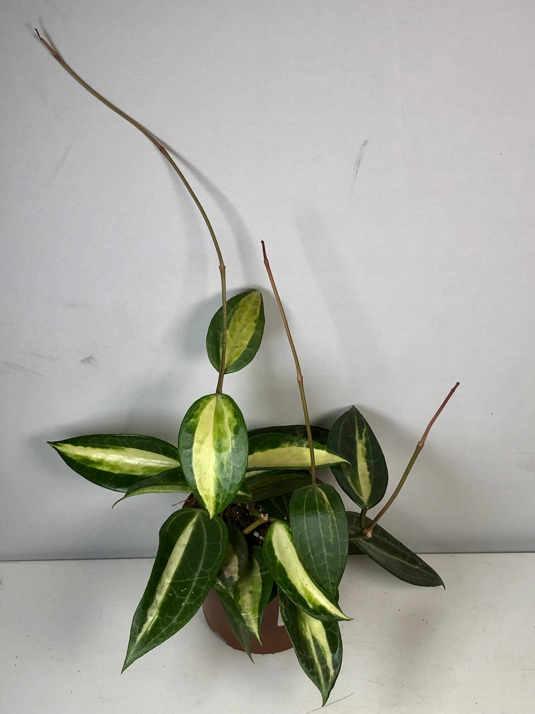 pot o gold plant Hoya latifolia 'Pot of Gold' – Plant Studio