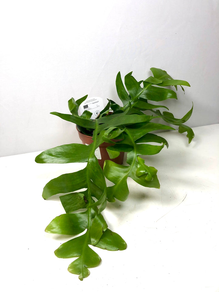 Epiphyllum Chrysocardium -Fern Leaf Cactus