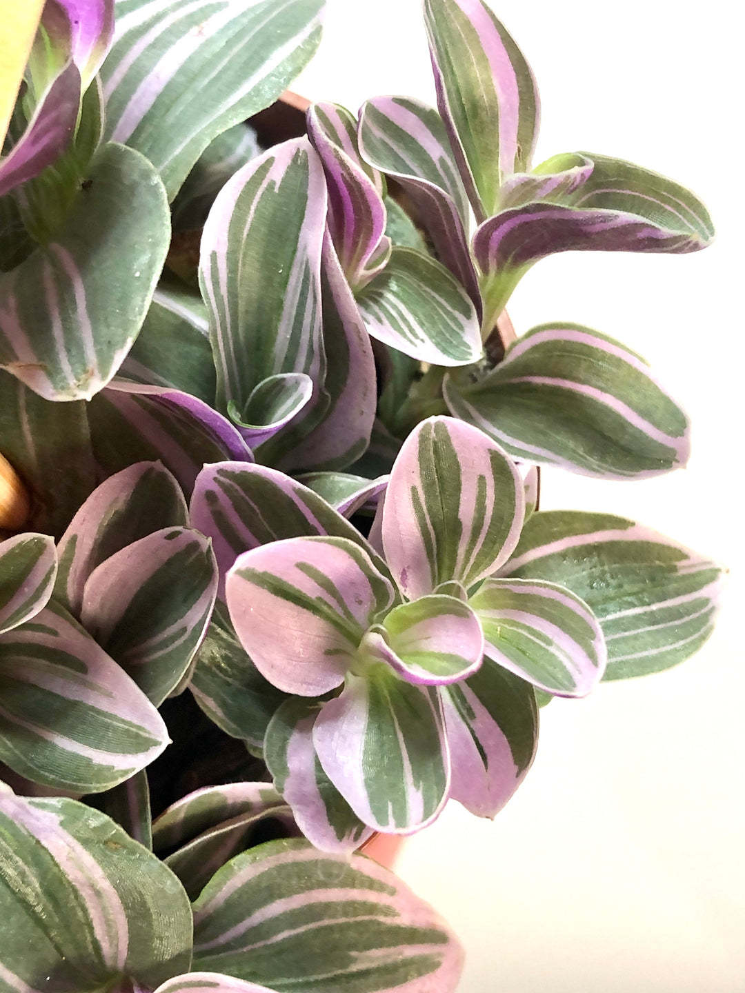 Tradescantia Sweetness