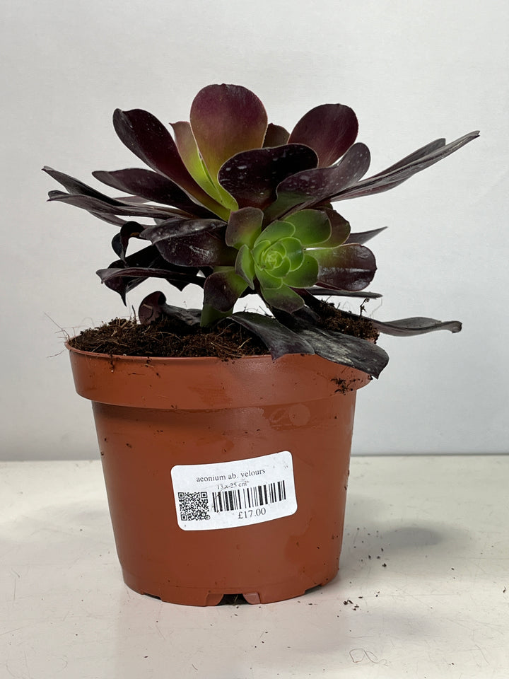 Aeonium Ab. Velours