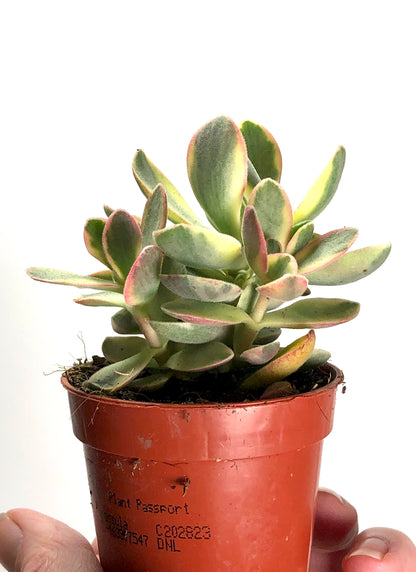 Crassula Moneymaker Varigata