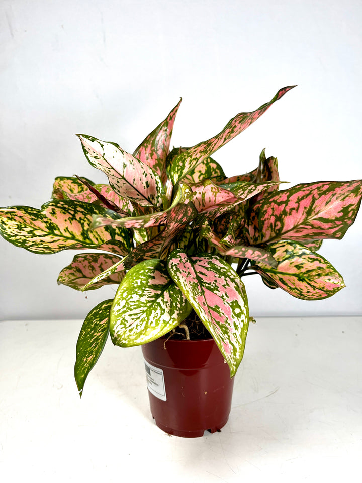 Aglaonema Spotted