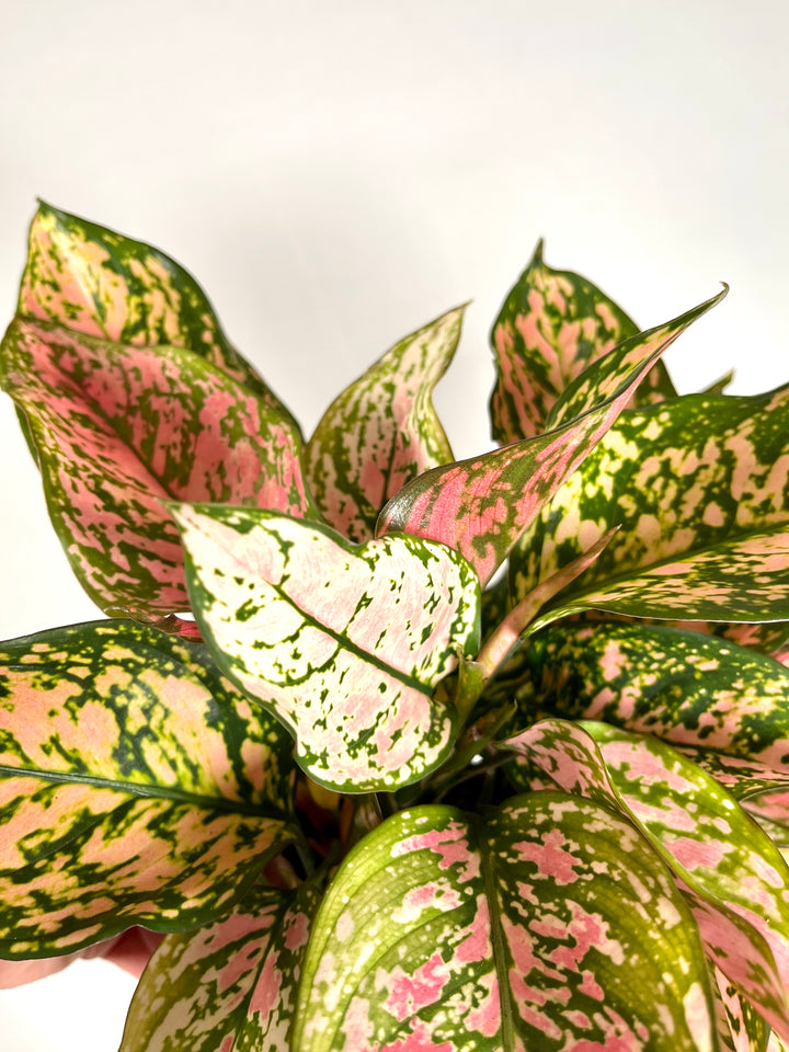 Aglaonema Spotted