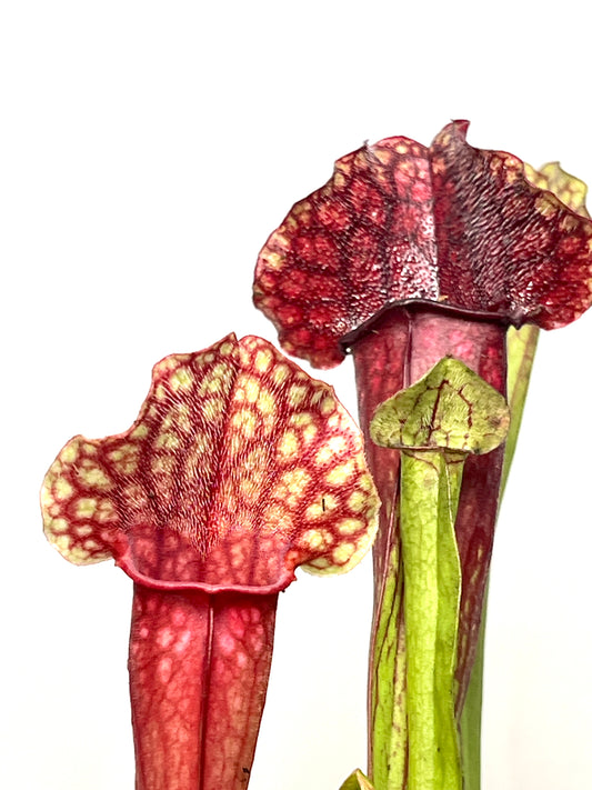 Sarracenia Judith Hindle - pitcher plant