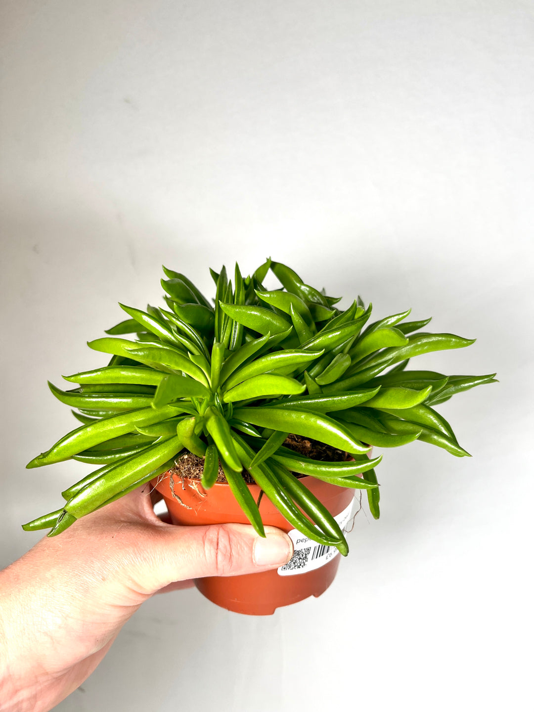 Peperomia Happy-bean