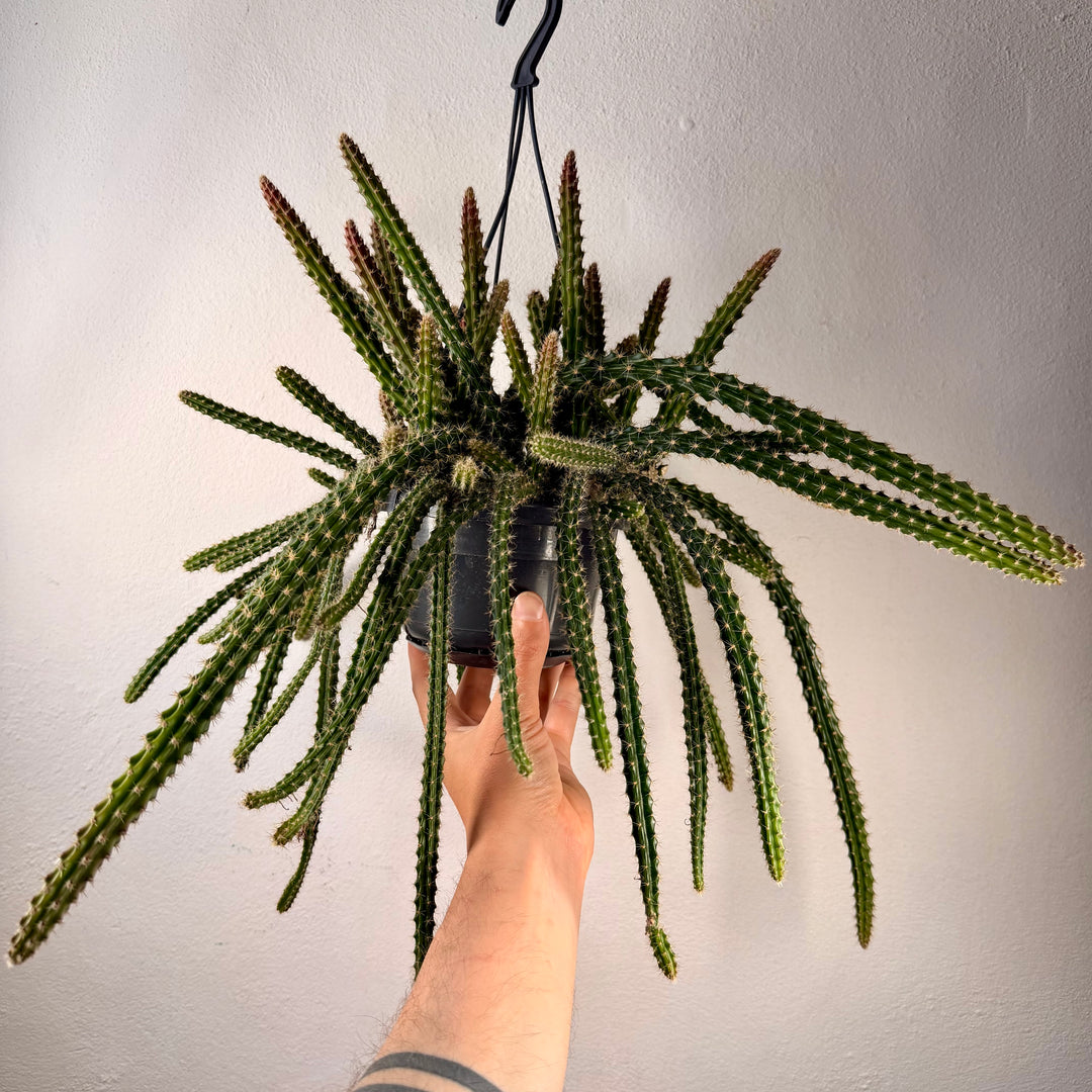 Aporocactus Mallisonii - Rat tail cactus