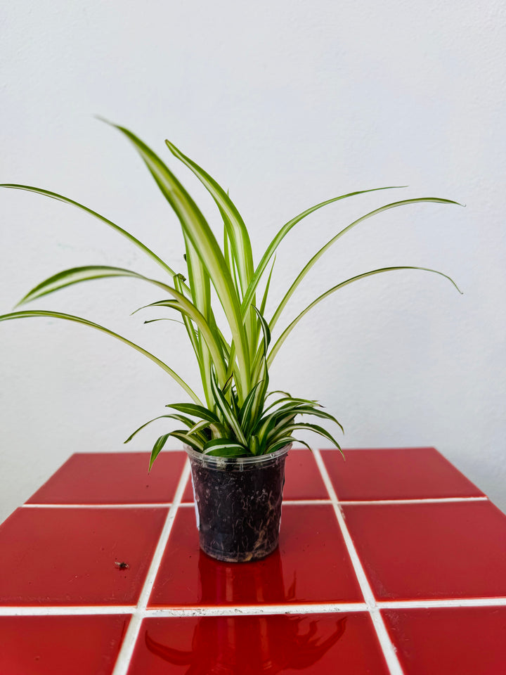 Chlorophytum Comosum 'variegatum' - Spider plant