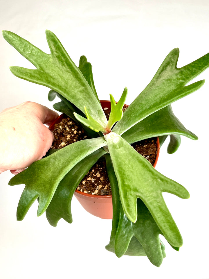Cotyledon Orbiculata Rudolph's Antler - Cotyledon 'Staghorn'