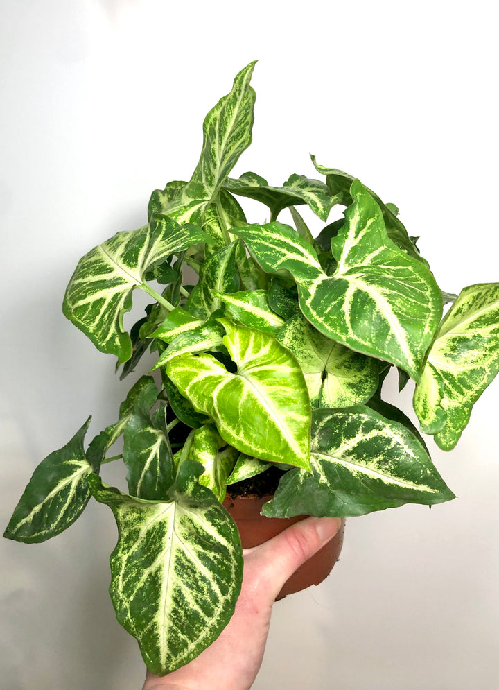 Syngonium Arrow
