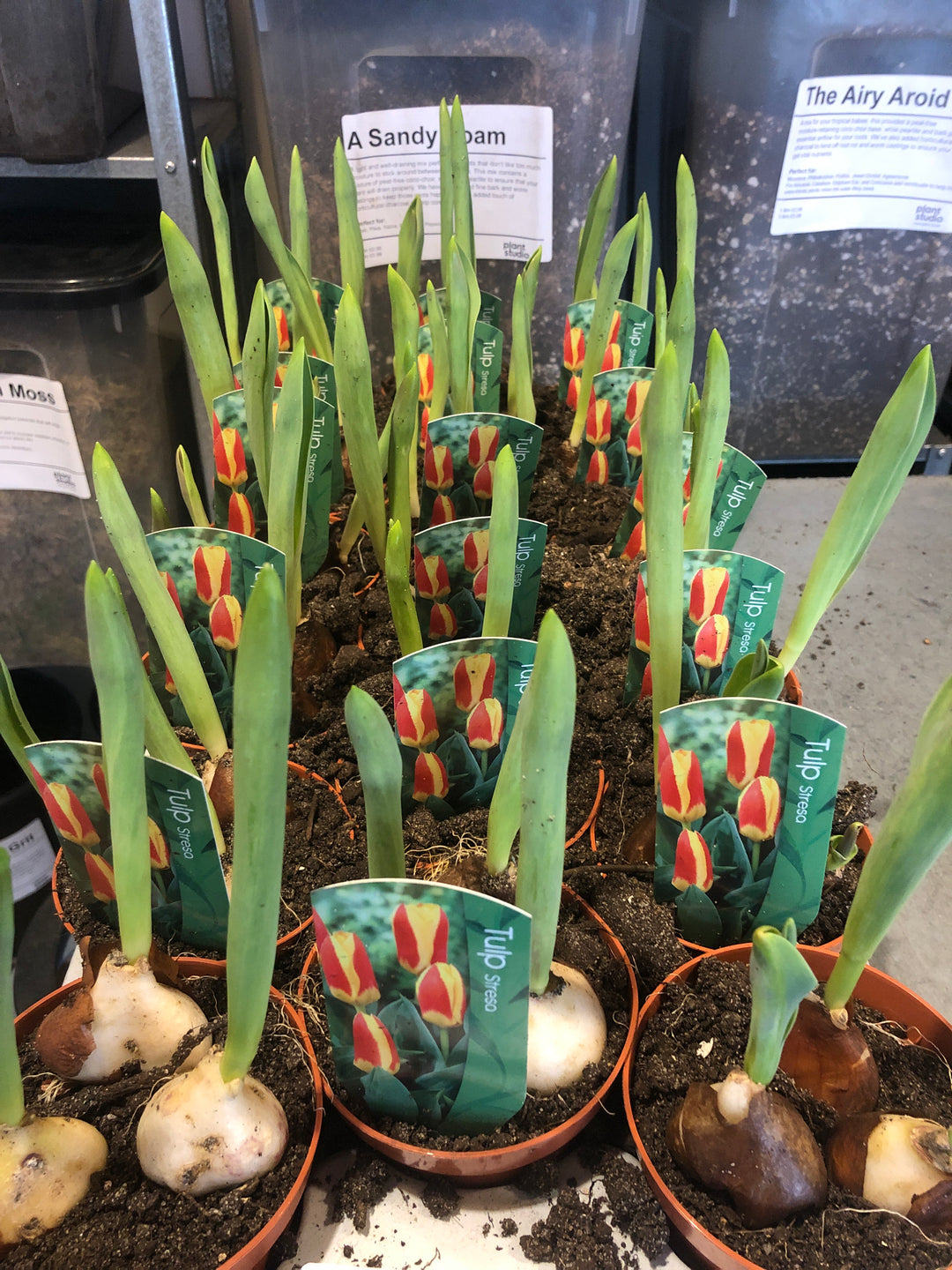 Tulip Striped