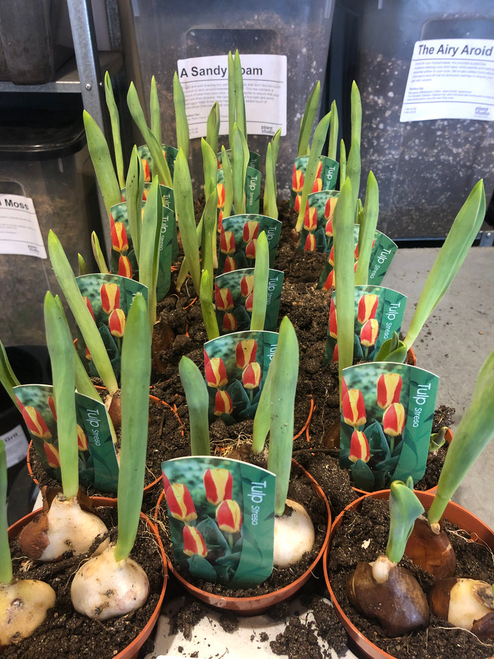 Tulip Striped