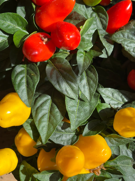 Capsicum Sombrero - Chilie