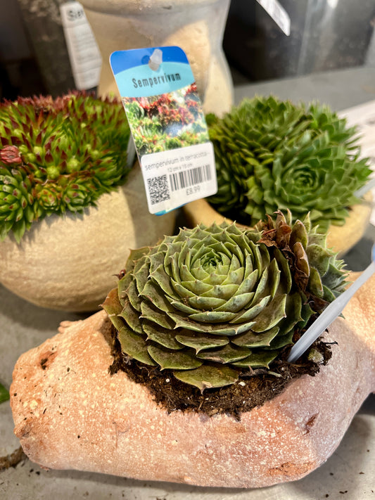 Sempervivum in terracotta - Hens and Chicks