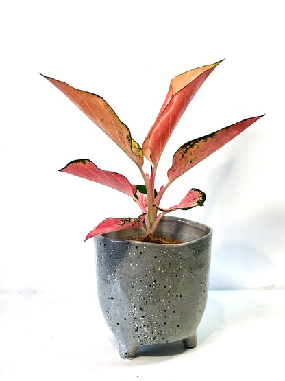 Aglaonema Flamingo