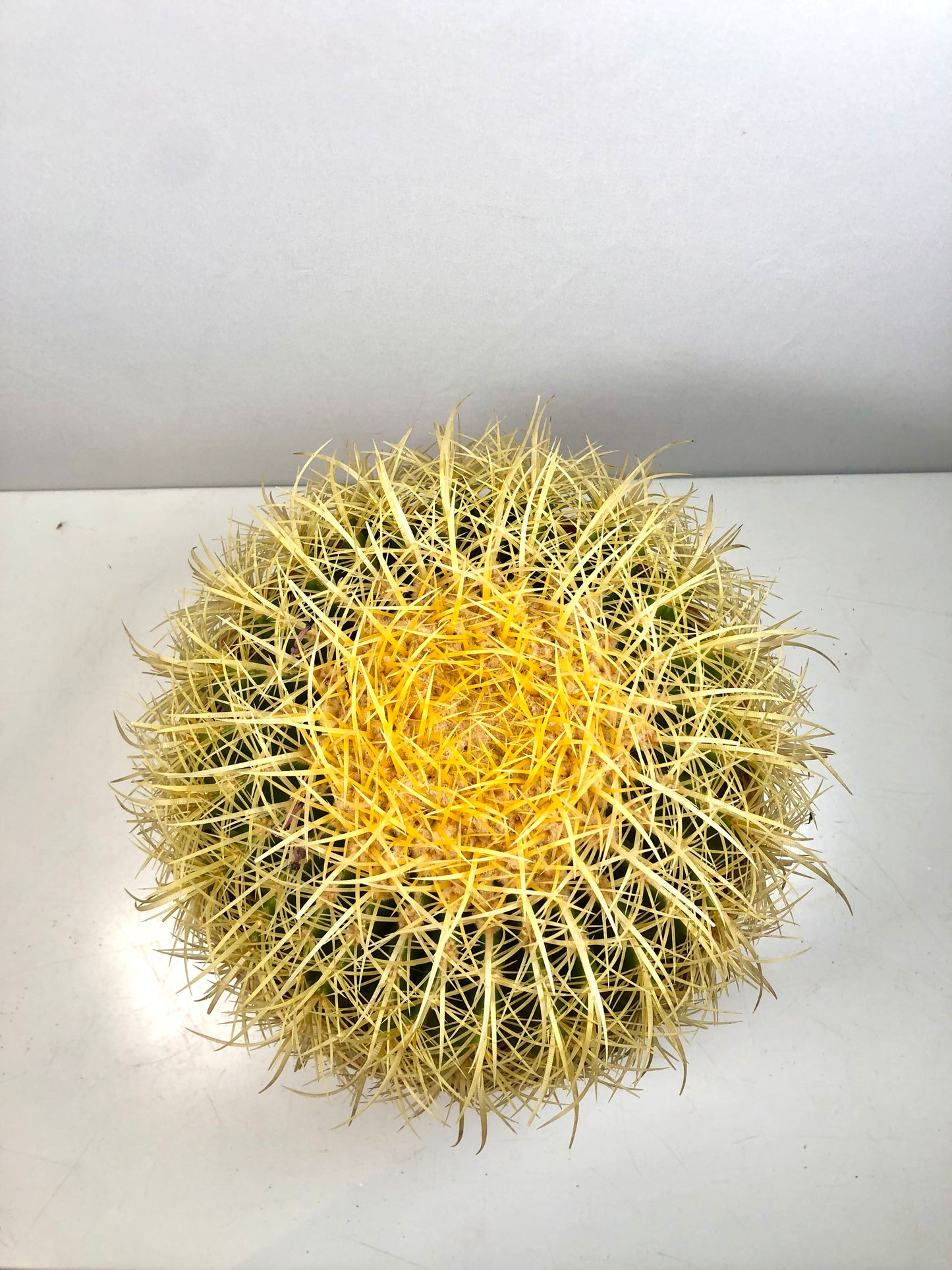 Echinocactus Grusonii - Golden barrel cactus