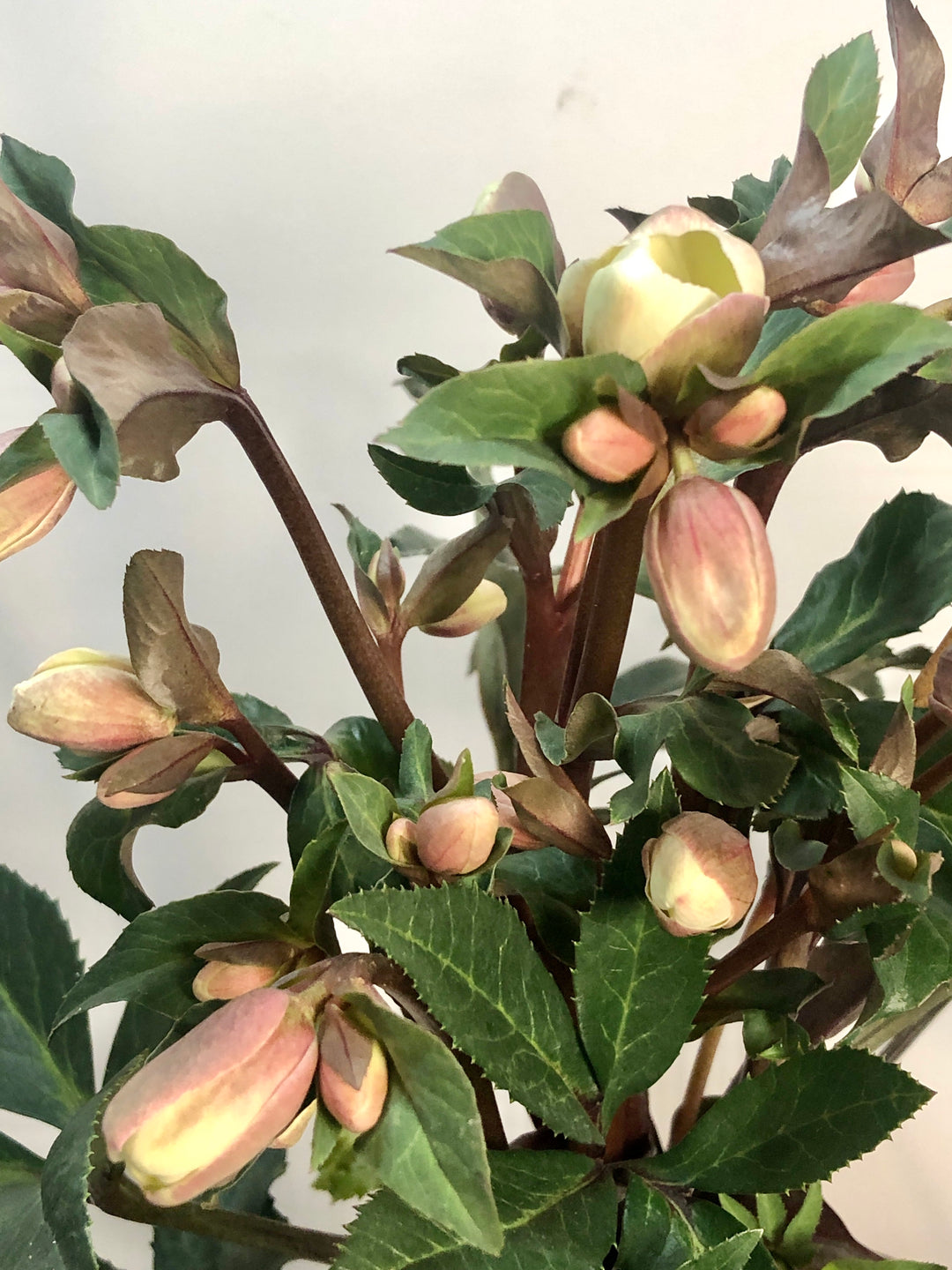 helleborus camelot