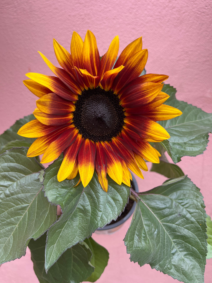Helianthus annuus ‘Tiger Eye’ - Annual Sunflower
