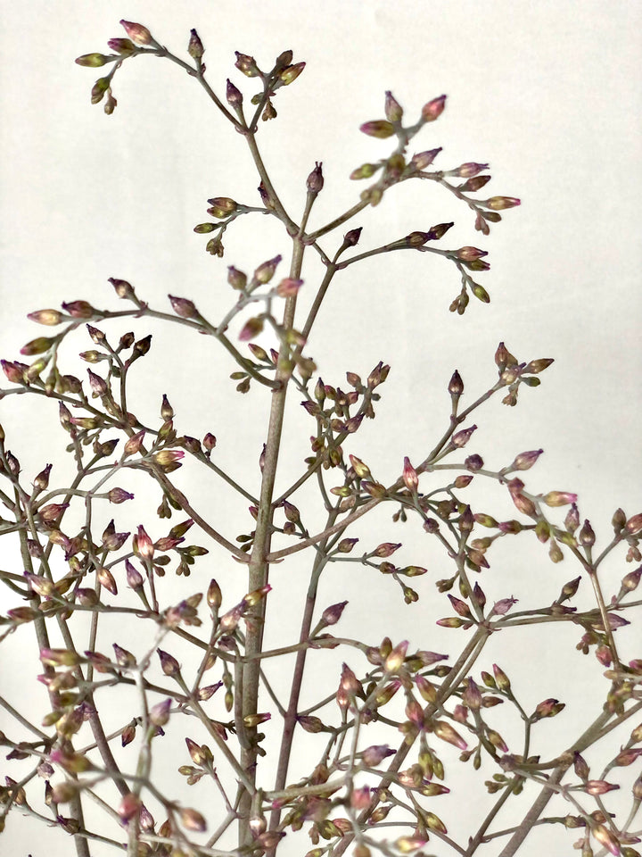 kalanchoe 'desert surprise'