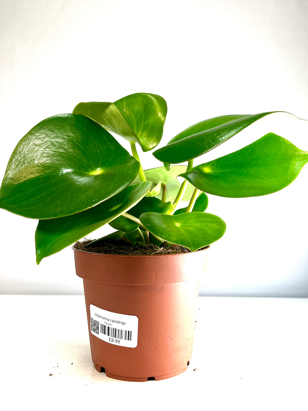 Peperomia Raindrop