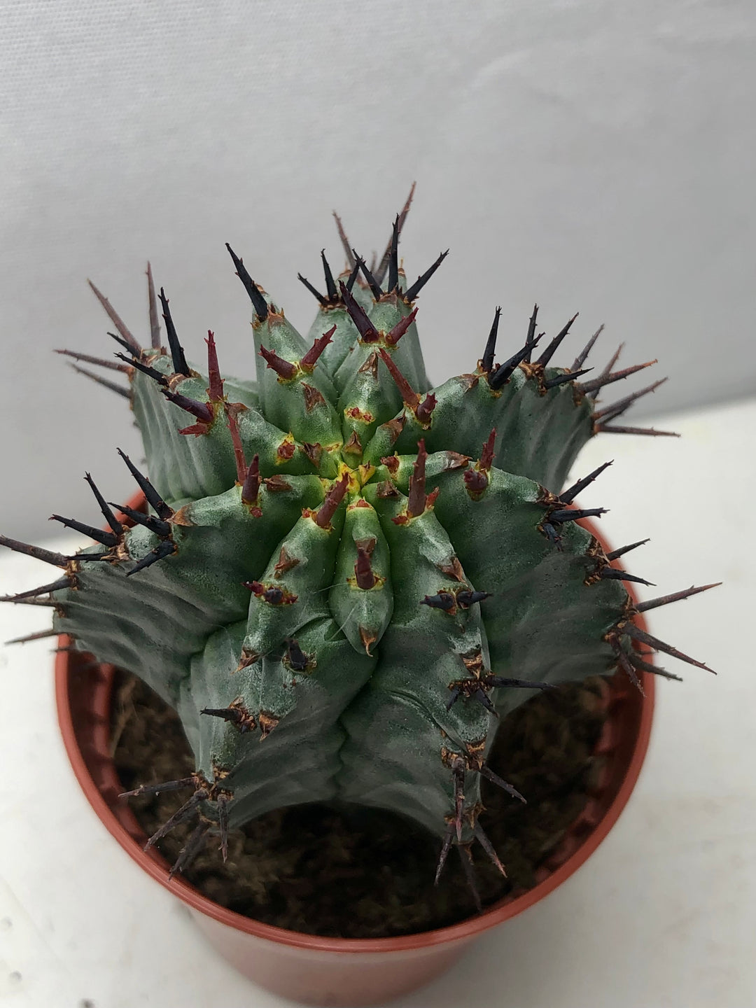 Euphorbia Horrida