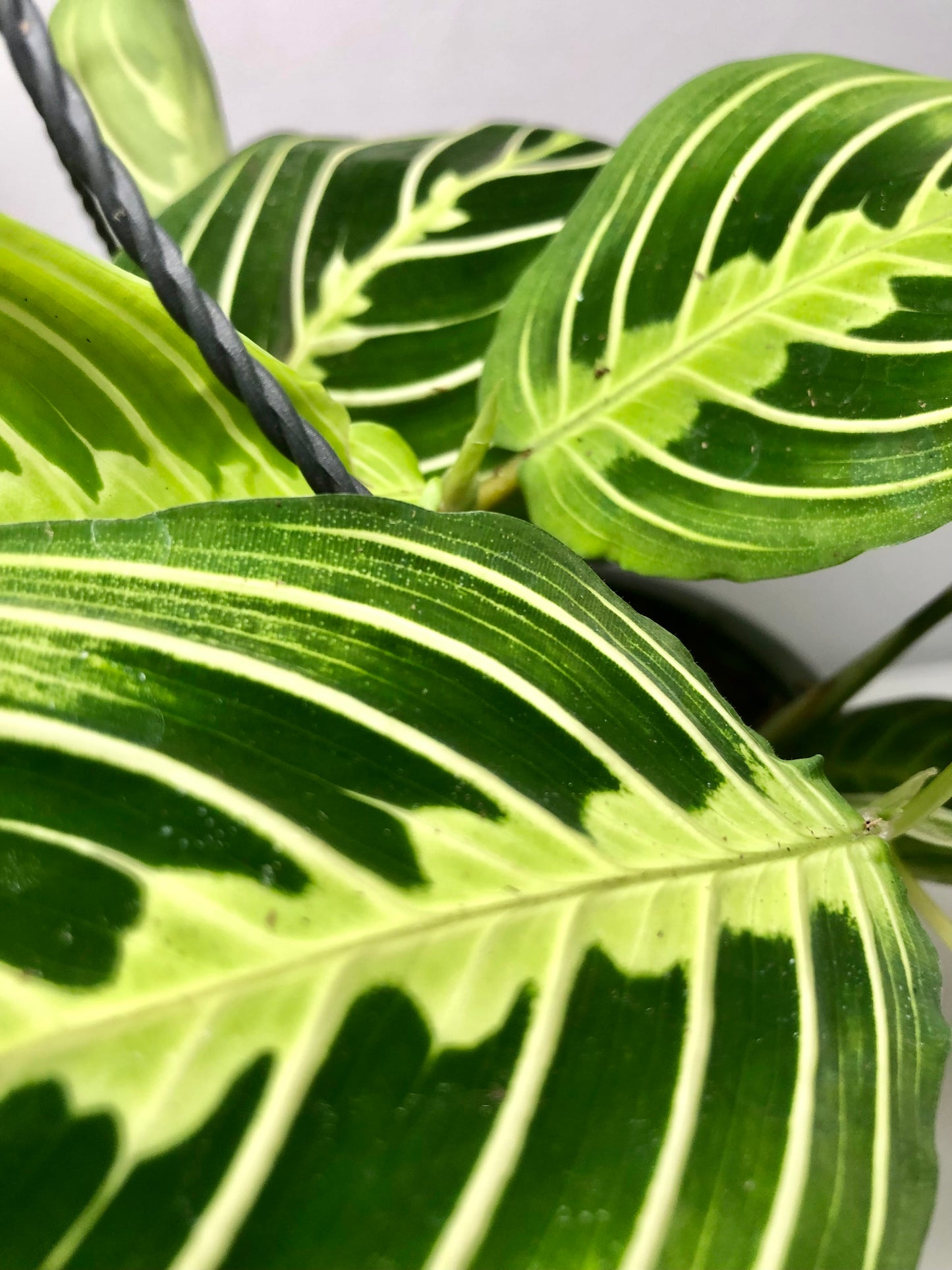 Maranta lemon lime